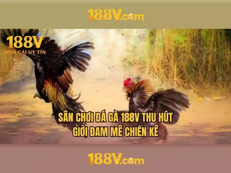 Bull Bull trực tuyến