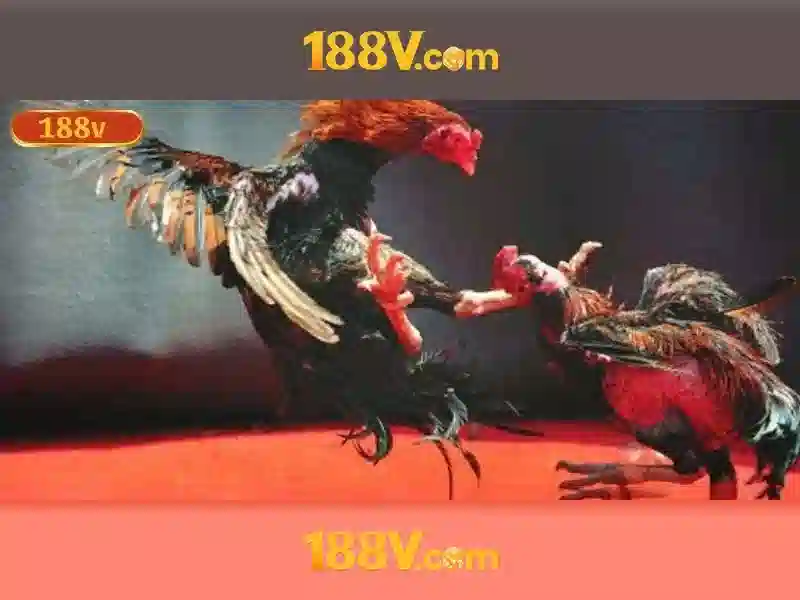 Bull Bull trực tuyến