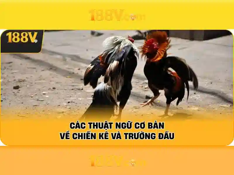 Bull Bull trực tuyến