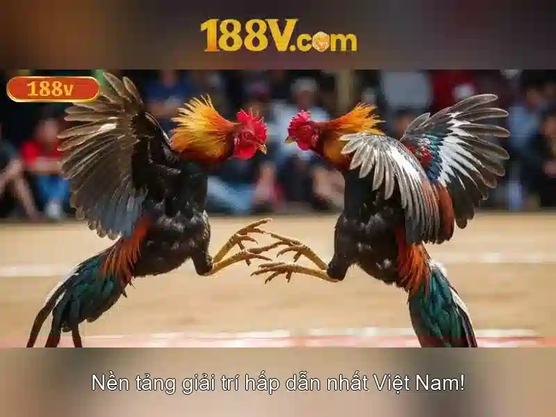 Bull Bull trực tuyến